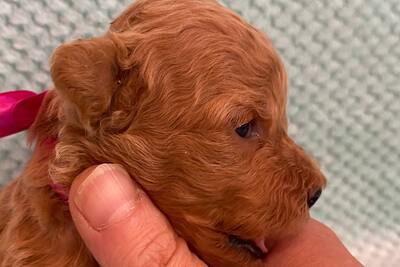 Пудель с родословной