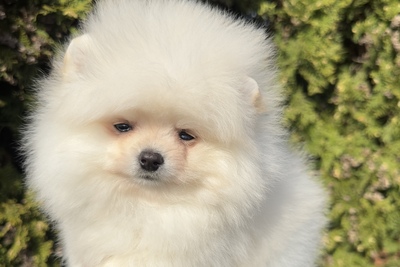 Померанский шпиц