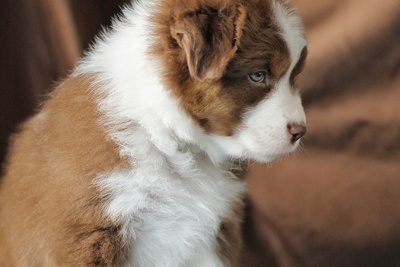 Австралийская овчарка , девочка