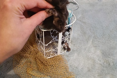 Кукольный шокопуховичок-чихуахуа