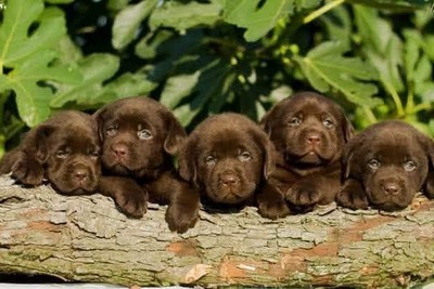 Щенки лабрадора-ретривера, шоколадного окраса