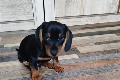 Такса стандартная гладкошерстная