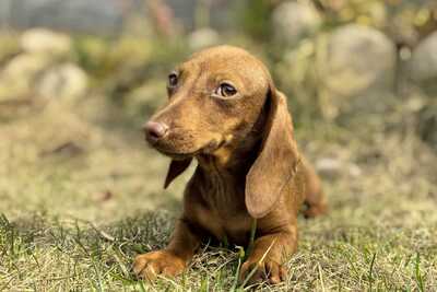 Щенок таксы.