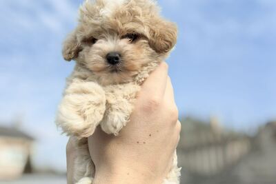 Щенки мальтипу.