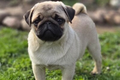 Породные щенки мопса