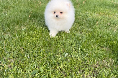 мальчик шпиц Померанский