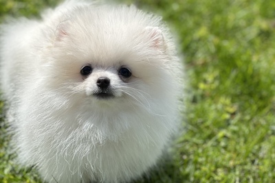 Померанский шпиц( тикап)