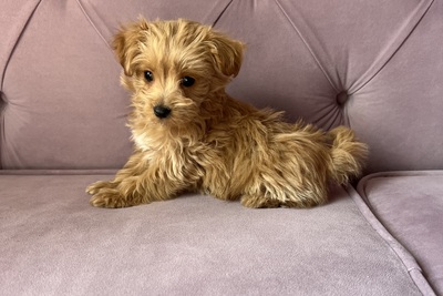 МИНИ мальчик мальтипу