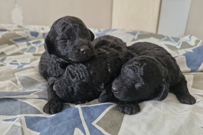 малый пудель чёрного окраса щенки