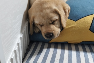 Продается щенок лабрадора ретривера