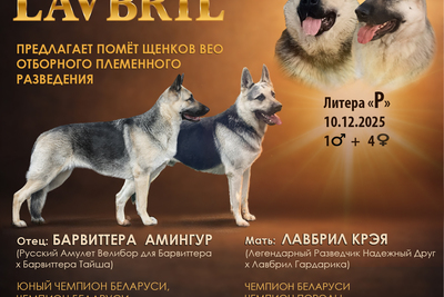 Чистокровный щенок восточноевропейской овчарки