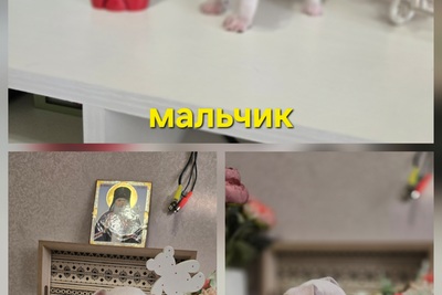Щенки чихуахуа