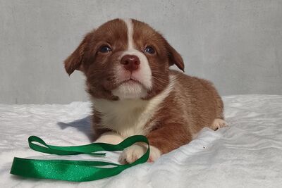 Малыши корги
