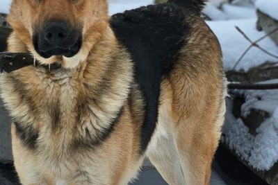 Собаки