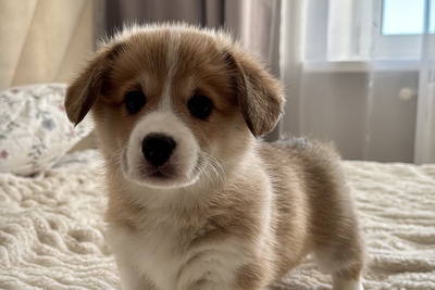 Щенки корги