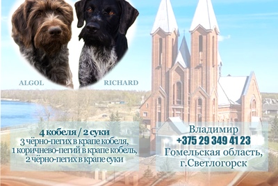 Щенок дратхаара