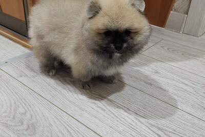 Мальчик померанского шпица