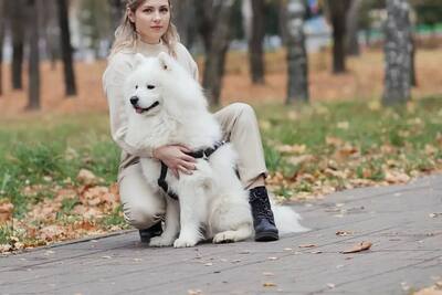 Бронь щенков самоеда
