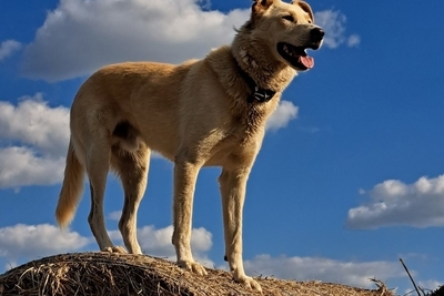 Собаки
