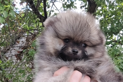 Померанский шпиц
