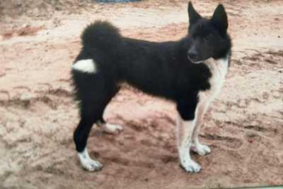 РЕЛ