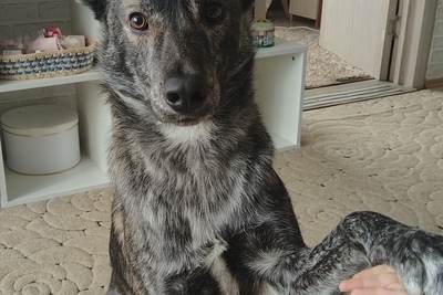 Собака в дар