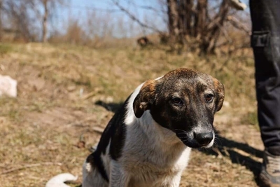 Собаки