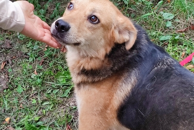 Собаки