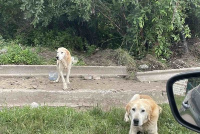 Найдены две русские гончие собаки