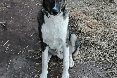 Собаки