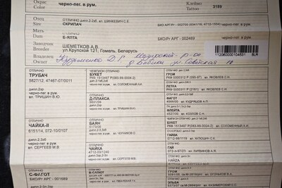 Русская гончая продам
