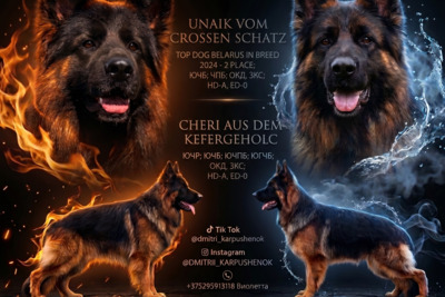 Щенки немецкой овчарки длинношерстные
