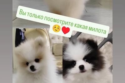 Померанский шпиц