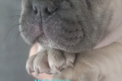 Два мальчика,французский бульдога