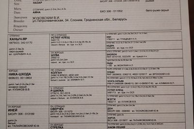 Продаётся сука западносибирской лайки от рабочих родителей. Есть видео