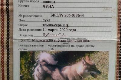 Западносибирская лайка
