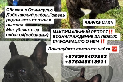Помогите найти собаку!