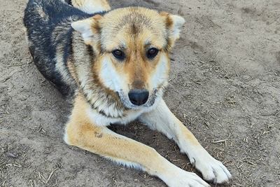 Собаки