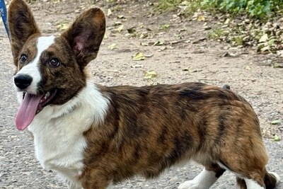 Мальчик корги кардиган