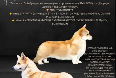 Вельш корги пемброк