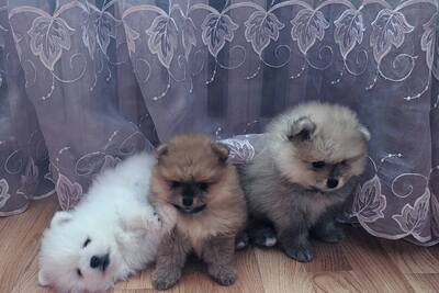 Щенки померанского шпица