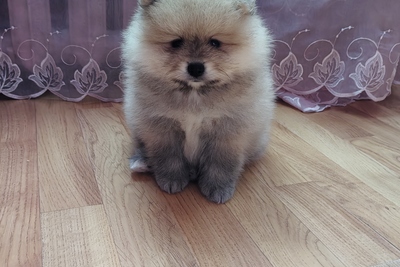 Померанский шпиц девочка.