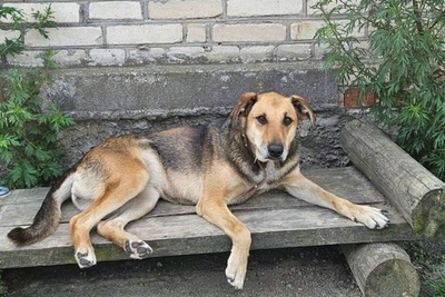 Собаки