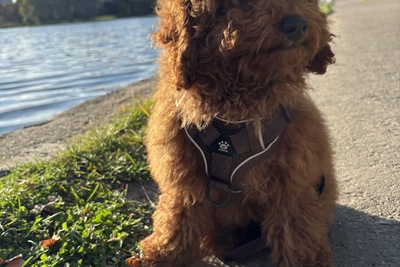 Продам девочку-щенка той-пуделя