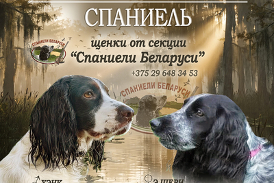 щенки РУССКОГО ОХОТНИЧЬЕГО СПАНИЕЛЯ с родословной