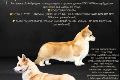 вельш корги пемброк от питомника ЗАВЕТНЫЙ АМУЛЕТ