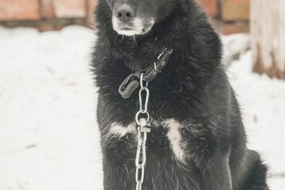 Собаки
