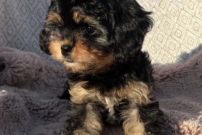 Кавапу девочка мини (Cavapoo)