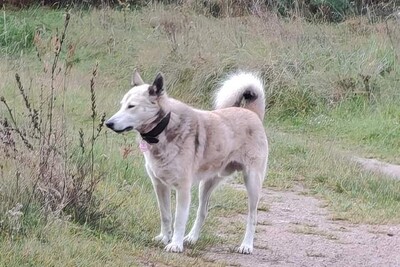 Познакомьтесь, это потрясающий кобель лайки!