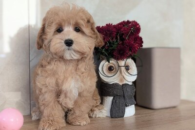Супер девочка мальтипу!